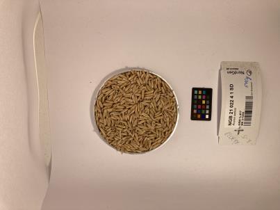 Click for 1 image(s) for this accession. SEED